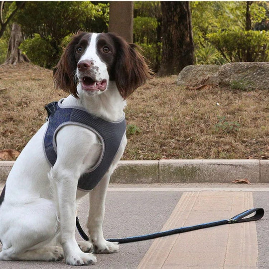 Tailored for the Trail: Adjustable Comfort for Large Dogs in Our Reflective Harness