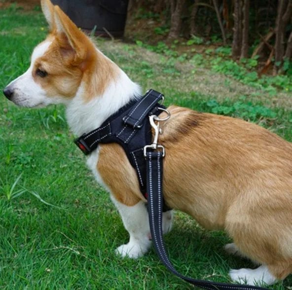 Guiding Your Pet's Journey: Purposeful Accessories for Blind Dogs - Collars and Harnesses
