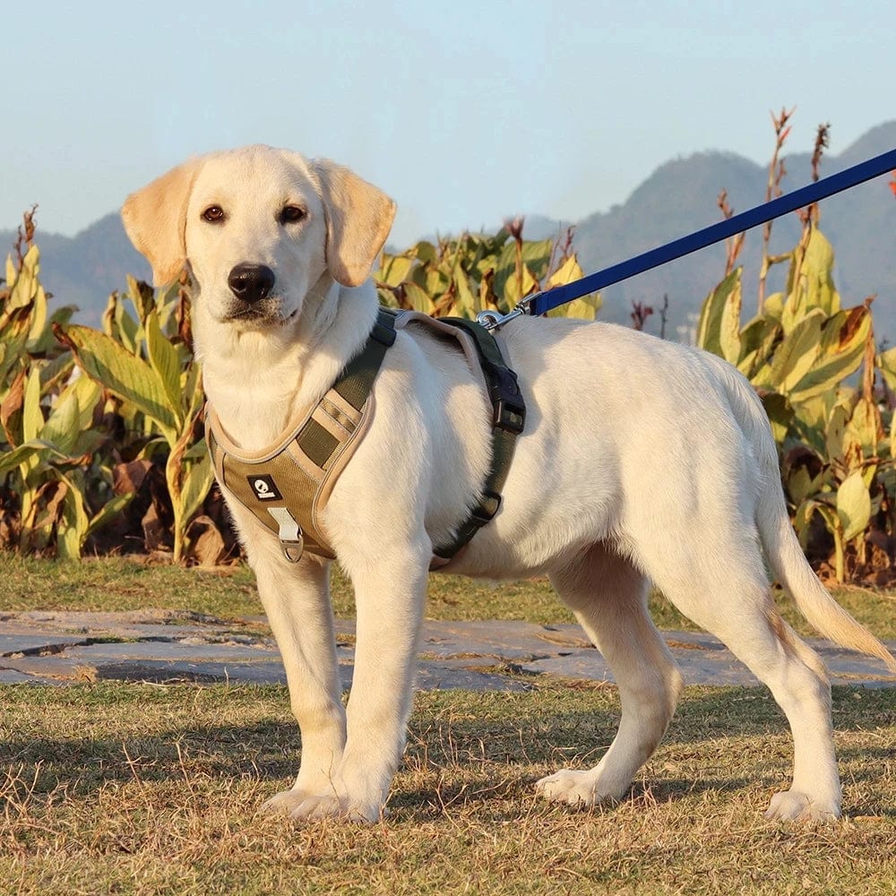 No Pull Comfort for Small, Medium, and Large Dogs in Our Reflective Vest