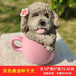 Playful Perfection: Hand-Painted Teddy Dog Resin Crafts, Not Easily Deformed