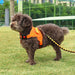 Adjustable Dogs Harness with Control Handle for Ultimate Safety.