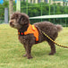 Adjustable Dogs Harness with Control Handle for Ultimate Safety.