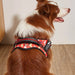 Fashion Meets Function: RIBBONS Adorned No Pull Dog Harness for Training Bliss