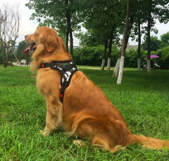 Guiding Your Pet's Journey: Purposeful Accessories for Blind Dogs - Collars and Harnesses