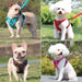 Training Elegance: Reflective Pet Leash Designer Harness Vest for Stylish Control