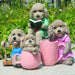 Playful Perfection: Hand-Painted Teddy Dog Resin Crafts, Not Easily Deformed